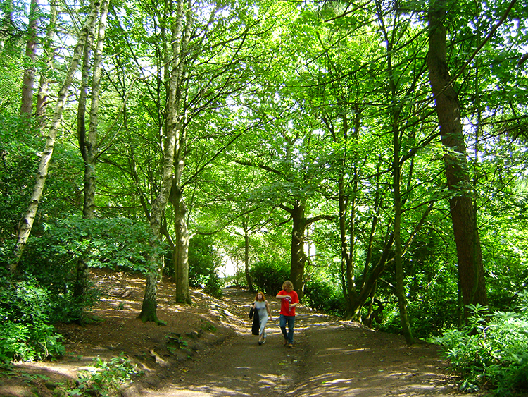 Roundhay Park Woods