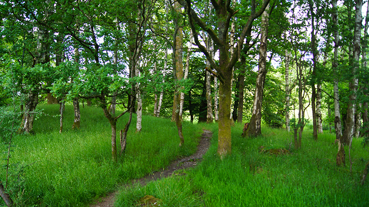 Woodland glade