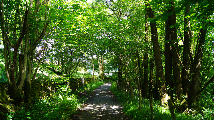 Woodside lane leading to Windermere