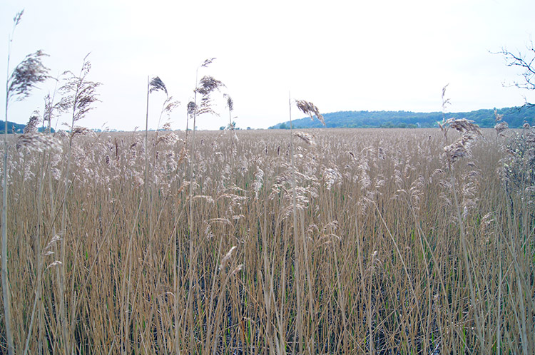 Shimmering reed grass on Leighton Moss