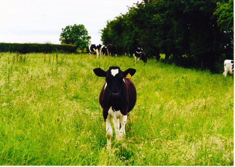 Friendly calf near Ingleby Cross