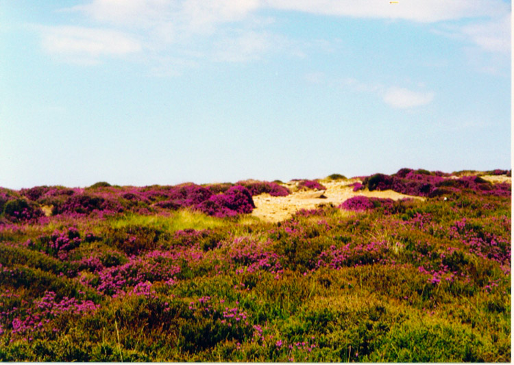 Blossoming Heather on Glaisdale Moor