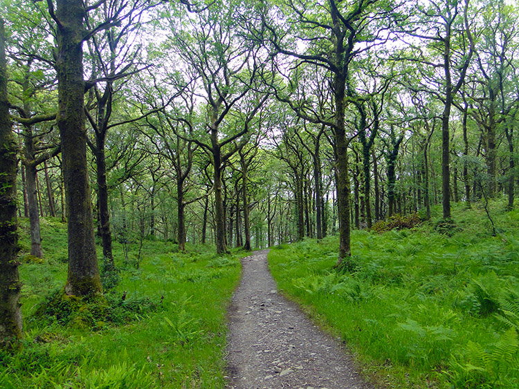 Walking through woodland near Carraig