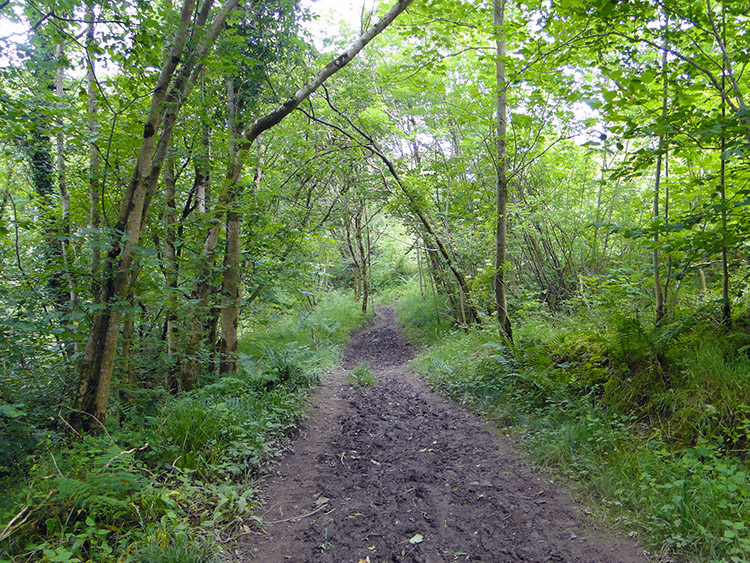 Dentonside Wood