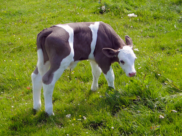 Young lad in field near Low Skelghyll