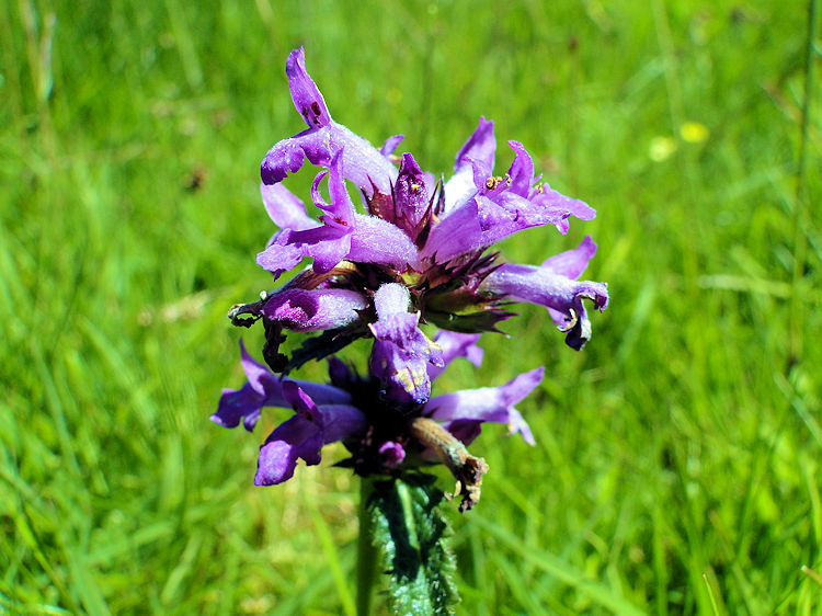 Northern Marsh Orchid