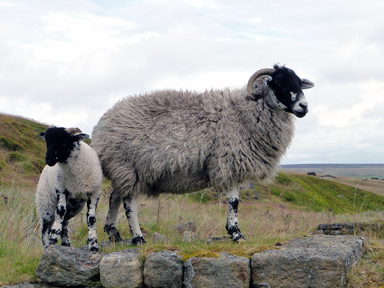 The bold sheep of Withins