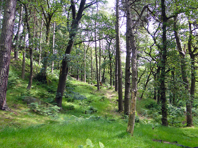 Walshaw Wood