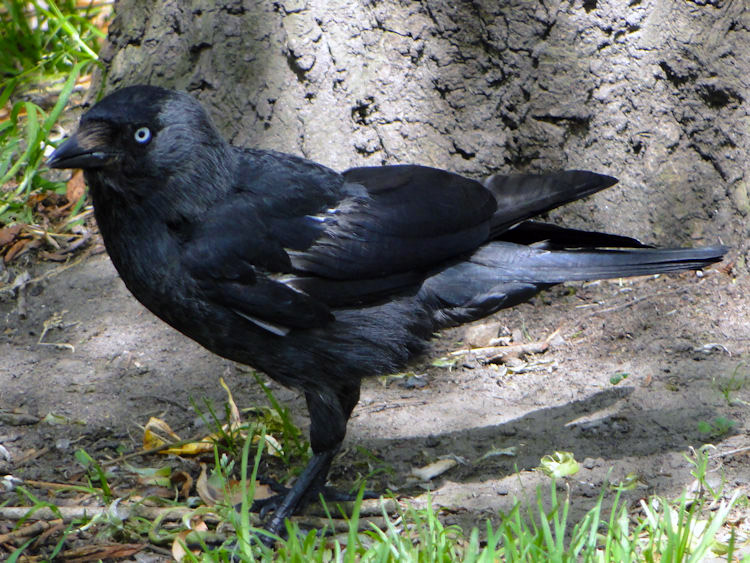 The Inquisitive Jackdaw