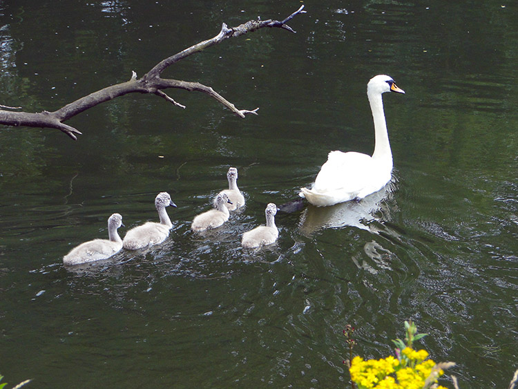 Pen and Cygnets on the River Dove