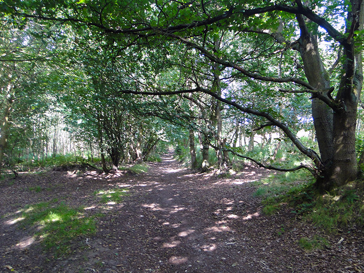 Chetwynd's Coppice