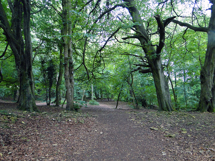 Armley Bank Wood