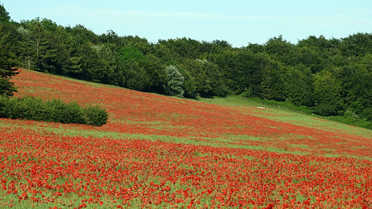 Poppy fields of Chilcomb