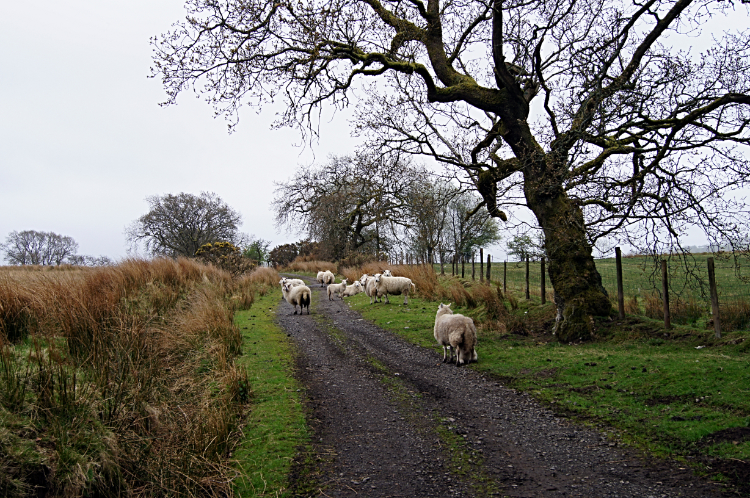 Being shown the way by Sheep