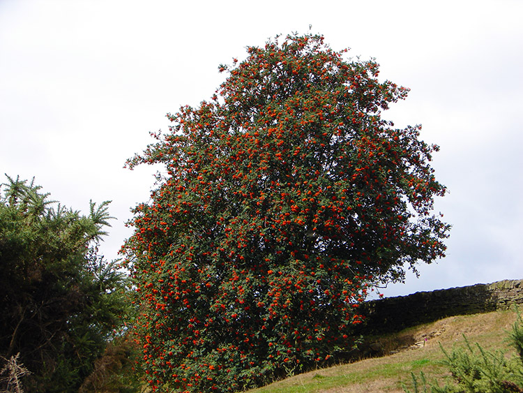 A Rowan swelled with berries