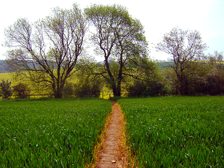 Clear path across the field