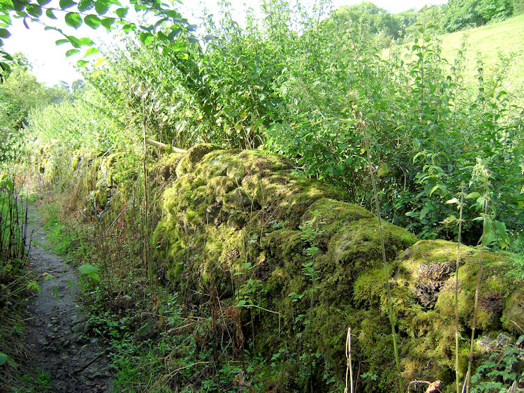 Moss on dry stone wall in Matlock Dale