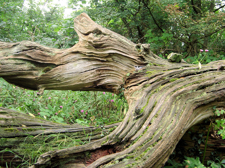 Natural Wood Sculpture