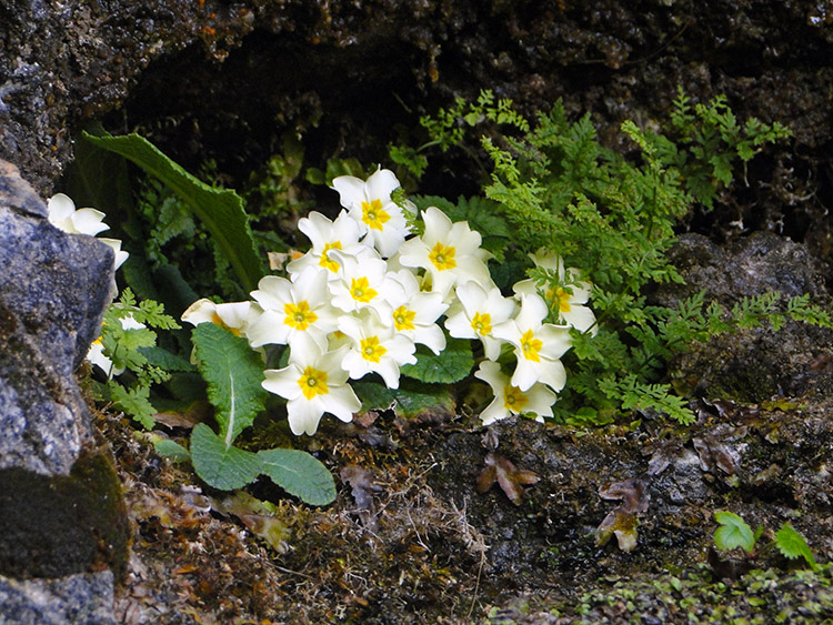 Resilient Primroses at the Bone Caves