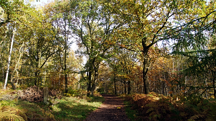 Woodland path to Greno Knoll