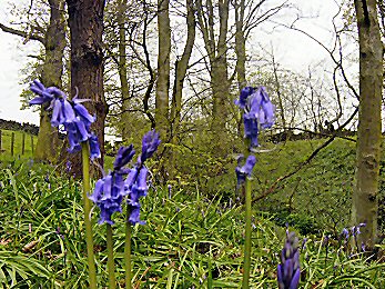 Bluebells in Gill Beck Wood