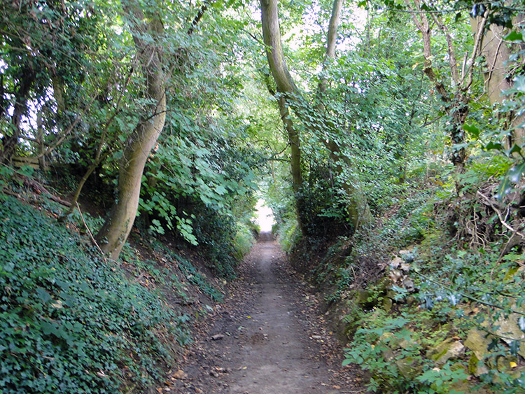 Walking through Longpark Wood towards Stanway