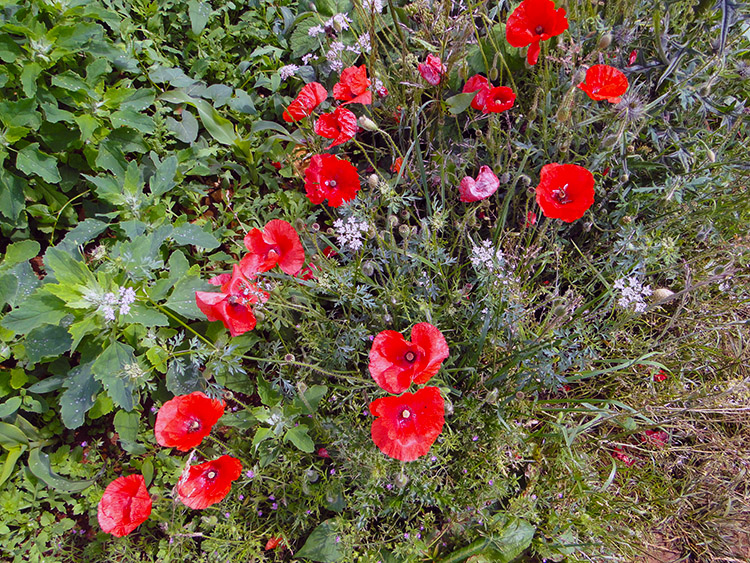 Poppies near Old Dole Farm