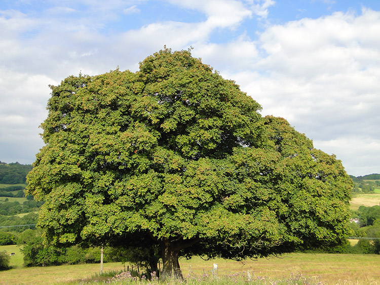 Majestic tree near Highfold Farm