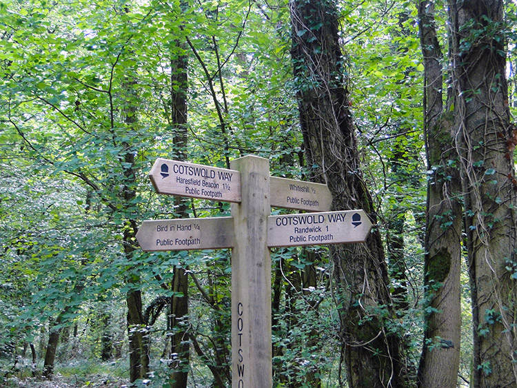 Sign points in every direction in Standish Wood