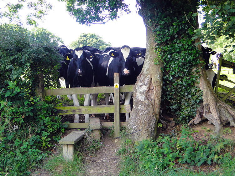 Cows block the Cotswold Way