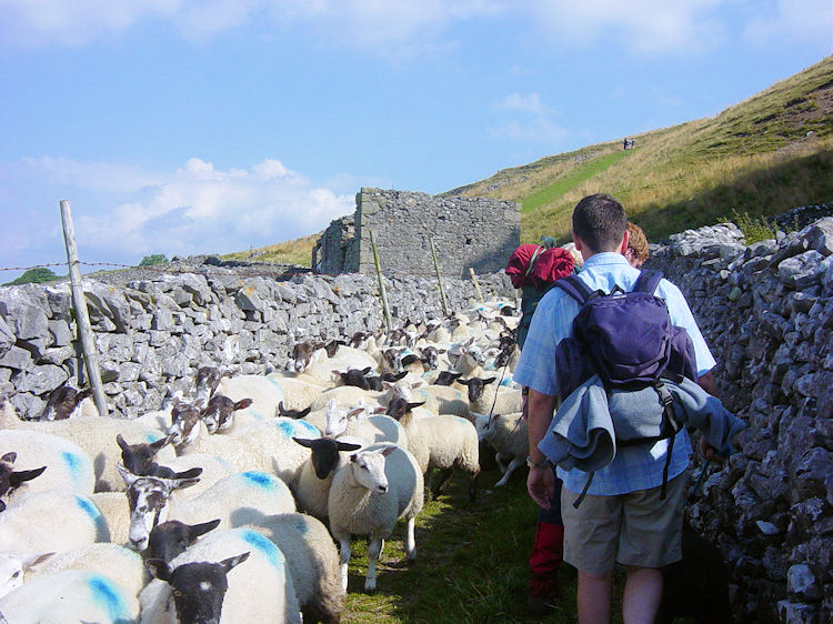 Sheep leaving the fells 
	on which they were born