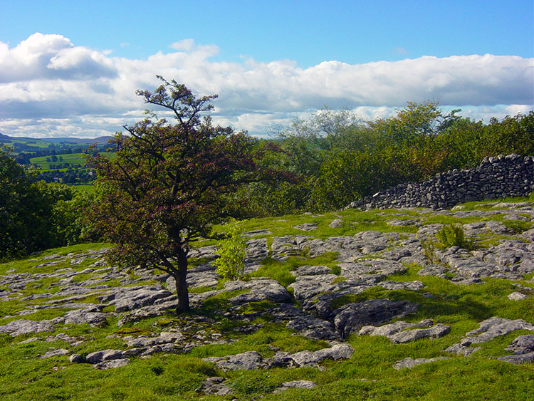 Limestone landscape on the Dales Way near Grassington