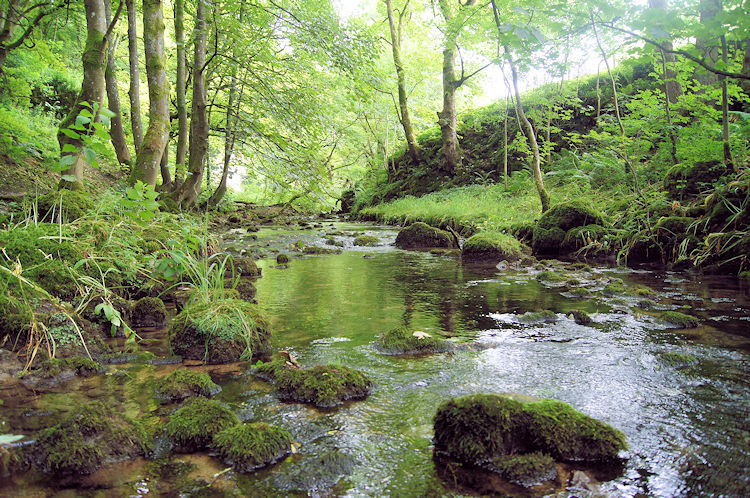 Gordale Beck in Wedber Wood