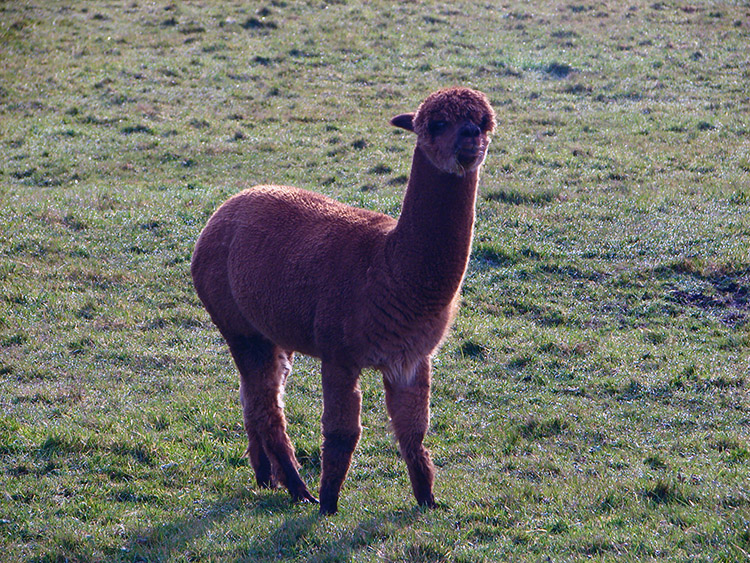 A Llama in Skyreholme