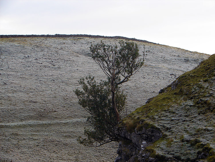 Tree hanging on to the hillside