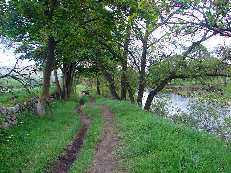 The eroding bank of the River Swale near Healaugh