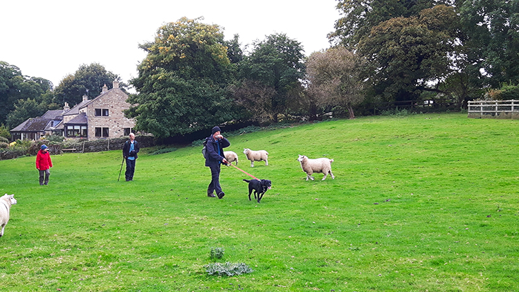 These sheep were used to dogs