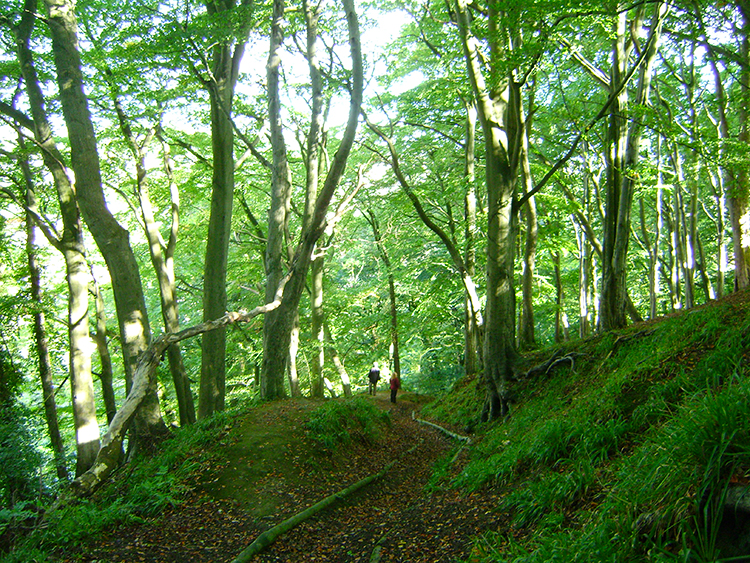 Climbing through Billy Bank Wood