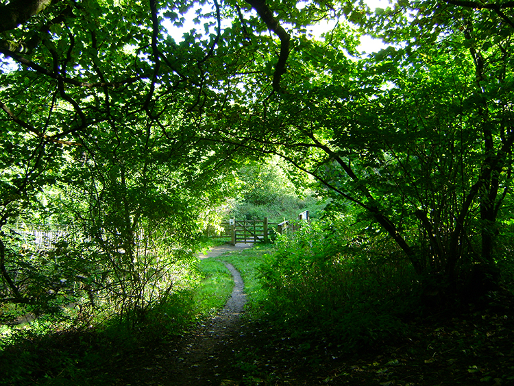 Trail through Hudswell Woods