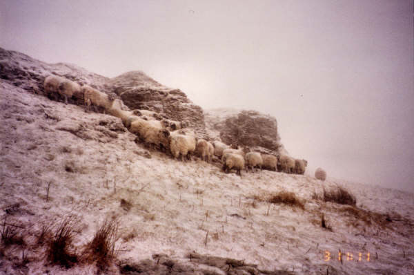 Sheep on the retreat