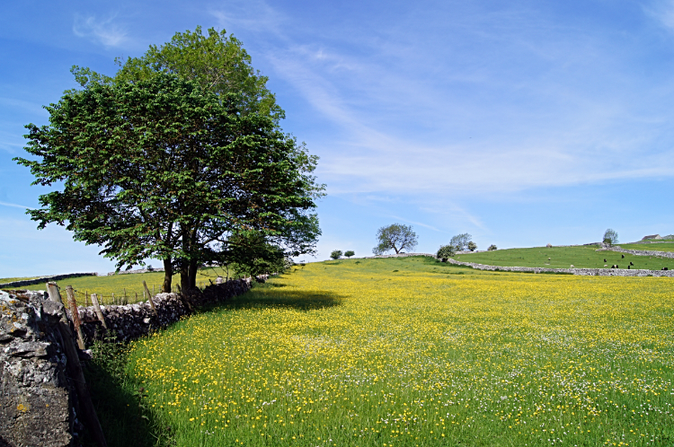 Gorgeous Buttercup meadow