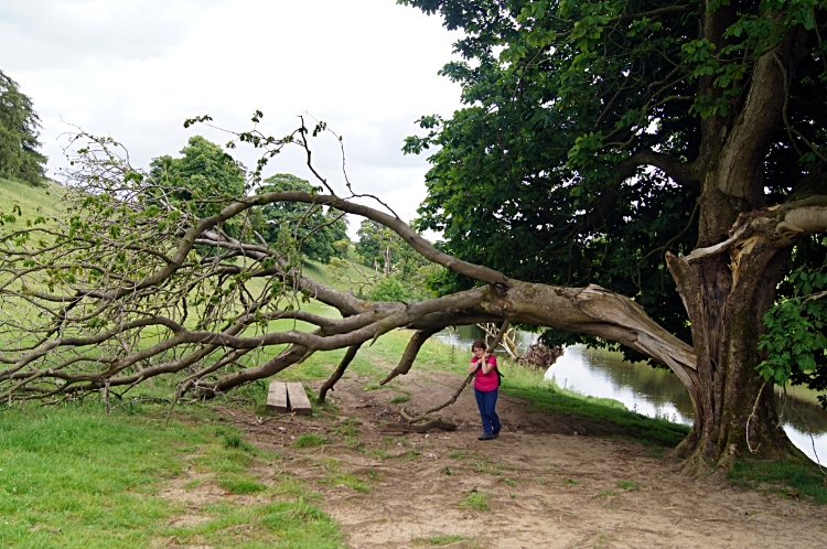 Collapsed tree branch on the Dales Way