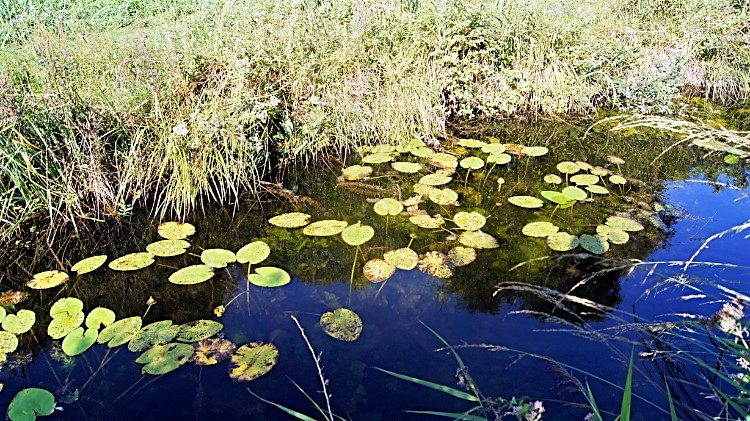Water Lily in Wicken Fen