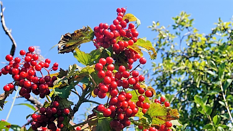 Gelder Rose Berries