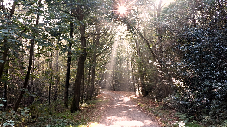 Rays of sunlight in woodland near Beacon Hill