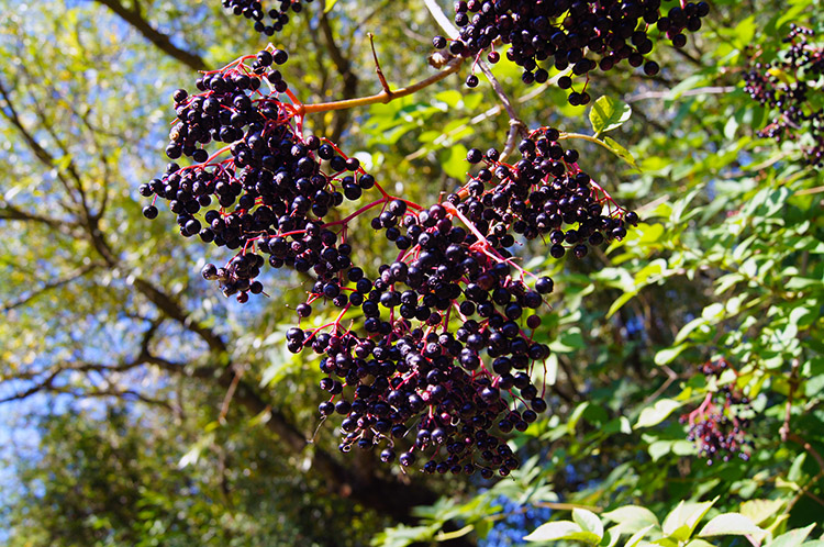 Autumn Elderberries