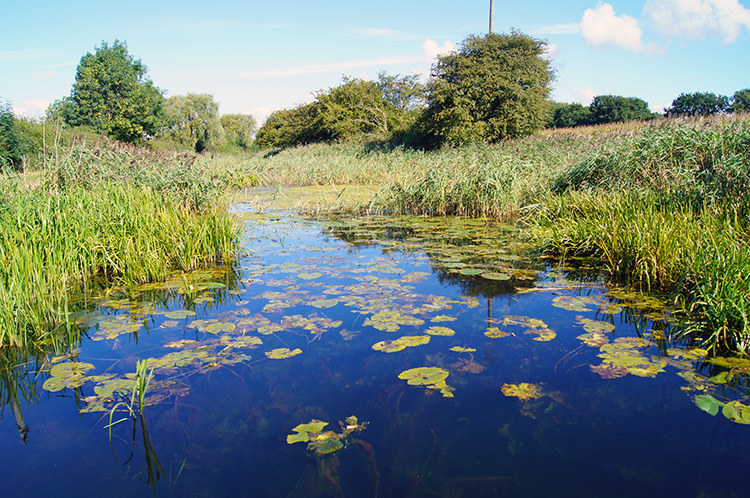 Pocklington Canal near Coates Bridge