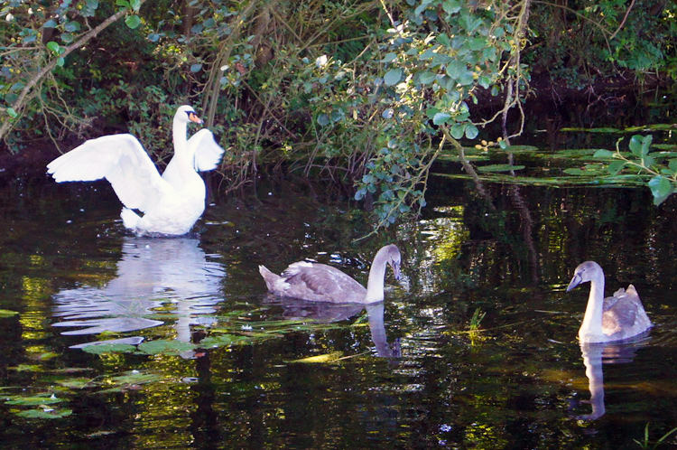 Family of Swans in Pocklington Canal