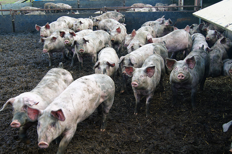 Curious pigs at Allerthorpe Common