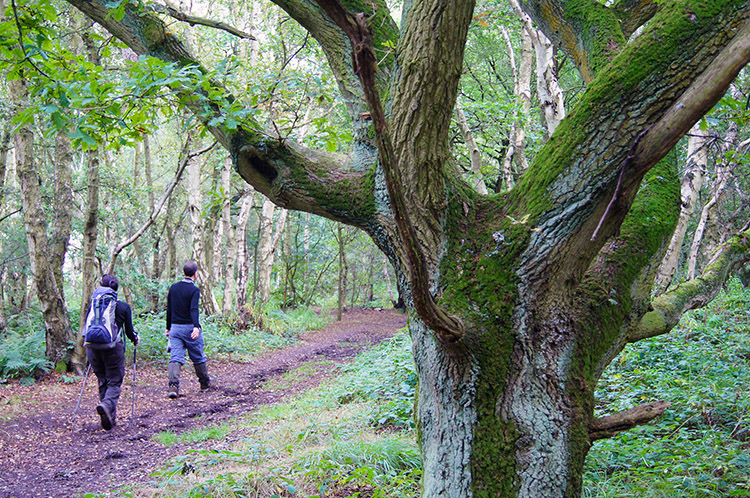 Walking through the woods to Allerthorpe